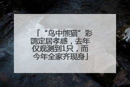 “鸟中熊猫”彩鹮定居孝感，去年仅观测到1只，而今年全家齐现身