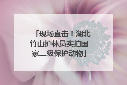 现场直击！湖北竹山护林员实拍国家二级保护动物