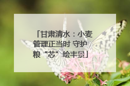 甘肃清水：小麦管理正当时 守护粮“芯”绘丰景