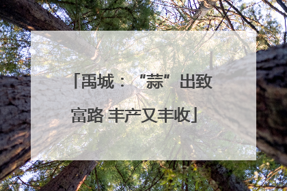 禹城：“蒜”出致富路 丰产又丰收