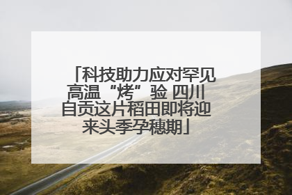科技助力应对罕见高温“烤”验 四川自贡这片稻田即将迎来头季孕穗期