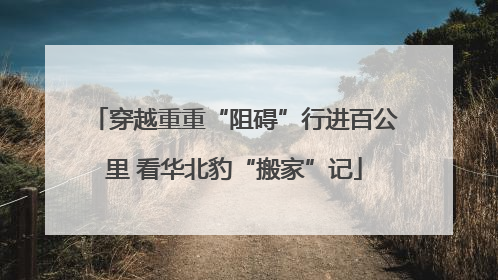 穿越重重“阻碍”行进百公里 看华北豹“搬家”记