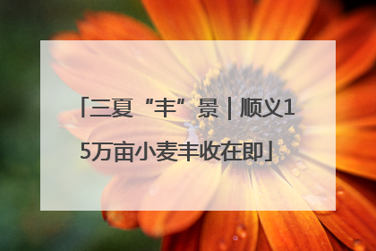 三夏“丰”景｜顺义15万亩小麦丰收在即