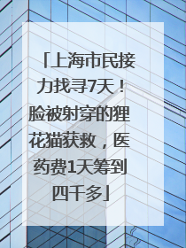 上海市民接力找寻7天！脸被射穿的狸花猫获救，医药费1天筹到四千多