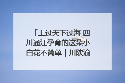 上过天下过海 四川通江孕育的这朵小白花不简单｜川陕渝网络名人巴中行