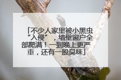 不少人家里被小黑虫“入侵”，墙壁窗户全部爬满！一到晚上更严重，还有一股臭味