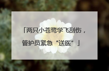 两只小苍鹭学飞刮伤，管护员紧急“送医”