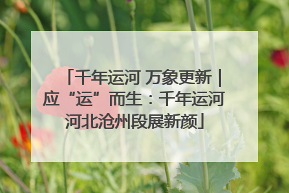 千年运河 万象更新｜应“运”而生：千年运河河北沧州段展新颜