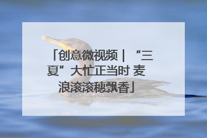创意微视频｜“三夏”大忙正当时 麦浪滚滚穗飘香