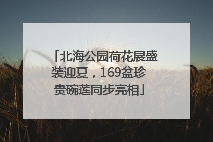 北海公园荷花展盛装迎夏，169盆珍贵碗莲同步亮相
