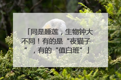 同是睡莲，生物钟大不同！有的是“夜猫子”，有的“值白班”