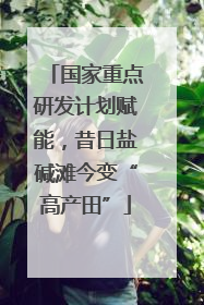 国家重点研发计划赋能，昔日盐碱滩今变“高产田”