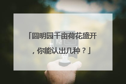 圆明园千亩荷花盛开，你能认出几种？
