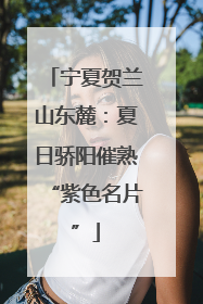 宁夏贺兰山东麓：夏日骄阳催熟“紫色名片”