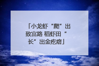 小龙虾“爬”出致富路 稻虾田“长”出金疙瘩