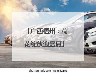 广西梧州：荷花绽放迎盛夏
