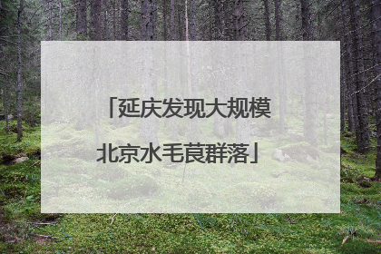 延庆发现大规模北京水毛茛群落