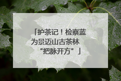 护茶记！检察蓝为景迈山古茶林 “把脉开方”