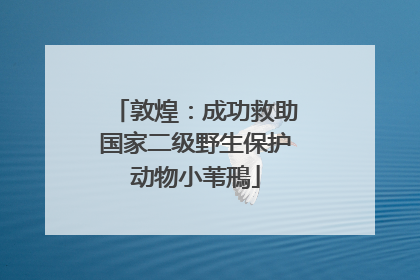 敦煌：成功救助国家二级野生保护动物小苇鳽