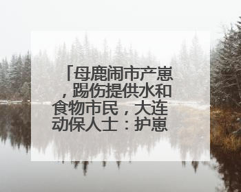 母鹿闹市产崽，踢伤提供水和食物市民，大连动保人士：护崽心切，正在想法送回山里