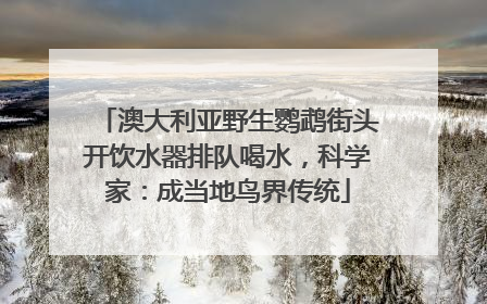 澳大利亚野生鹦鹉街头开饮水器排队喝水，科学家：成当地鸟界传统