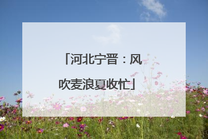 河北宁晋：风吹麦浪夏收忙