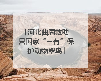 河北曲周救助一只国家“三有”保护动物翠鸟