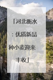 河北衡水：优质新品种小麦迎来丰收