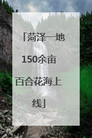 菏泽一地150余亩百合花海上线