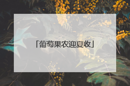 葡萄果农迎夏收