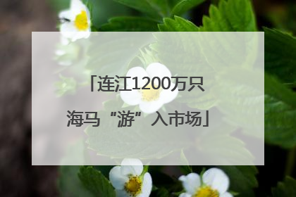 连江1200万只海马“游”入市场