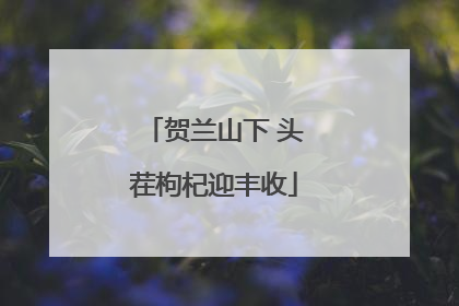 贺兰山下 头茬枸杞迎丰收