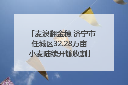 麦浪翻金穗 济宁市任城区32.28万亩小麦陆续开镰收割